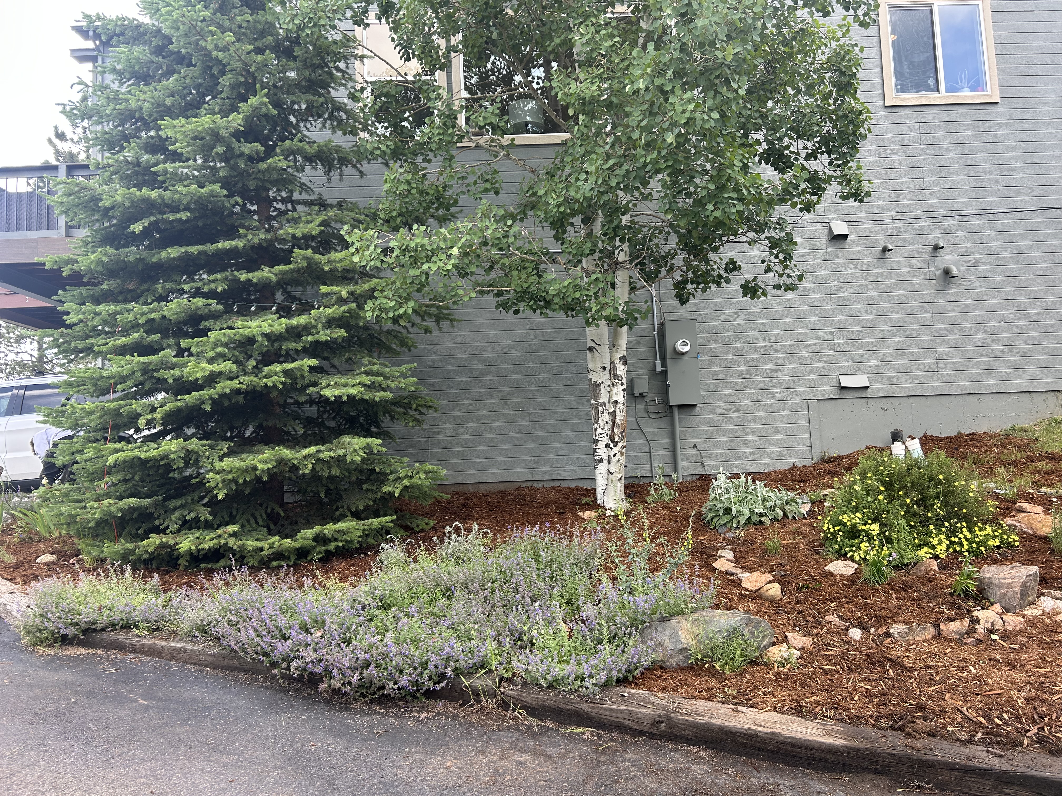 Clean yard maintained by Evergreen Pine and Maintenance