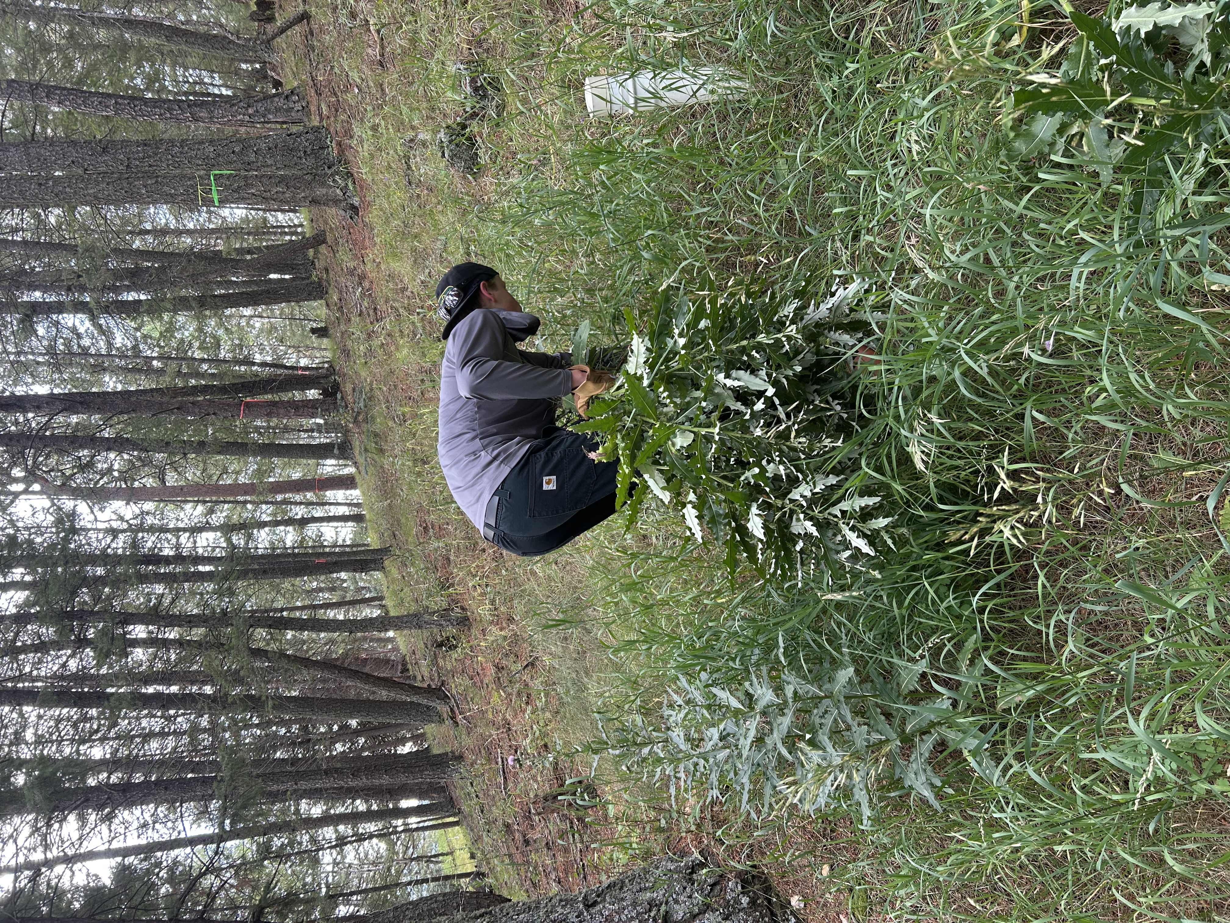 Crew member working in Evergreen CO