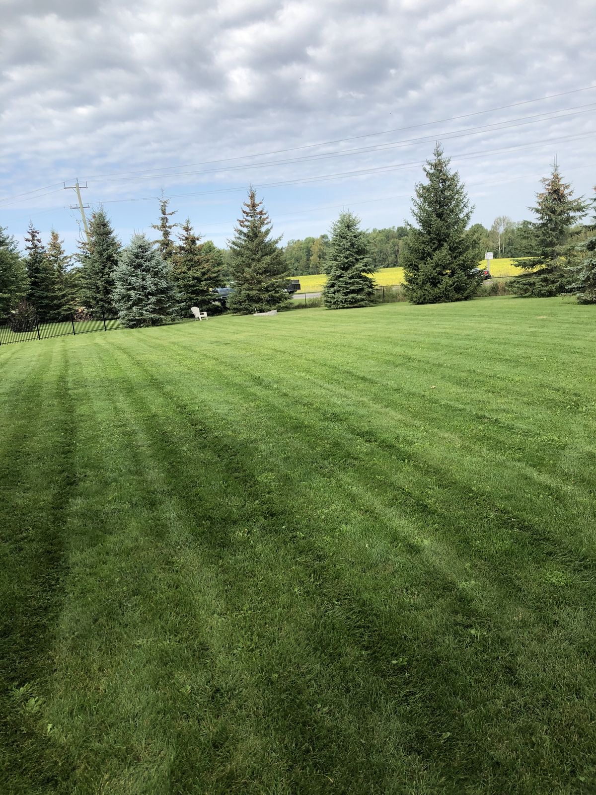 Mowed lawn with pine trees by Evergreen Pine and Maintenance